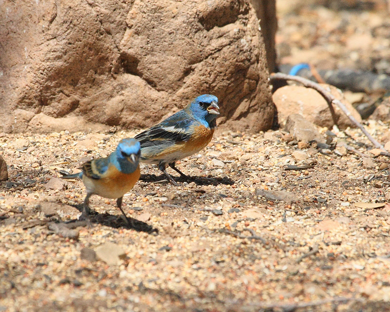 Lazuli Bunting (9970)