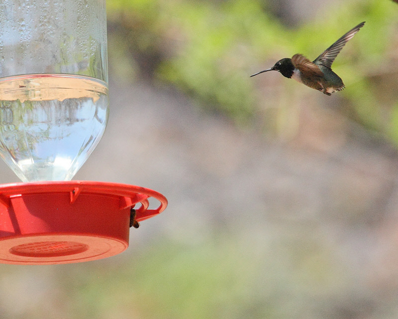 Black-chinned Hummingbird (no tail) (9921)