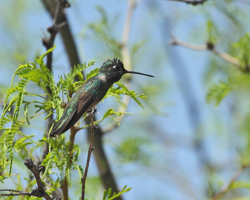 Magnificent Hummingbird (9886)