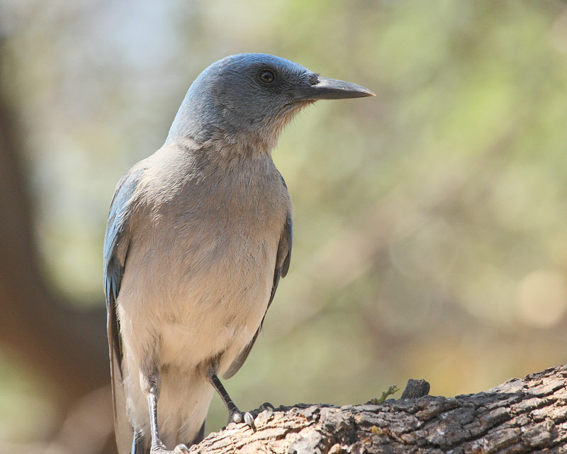 Mexican Jay (9839)