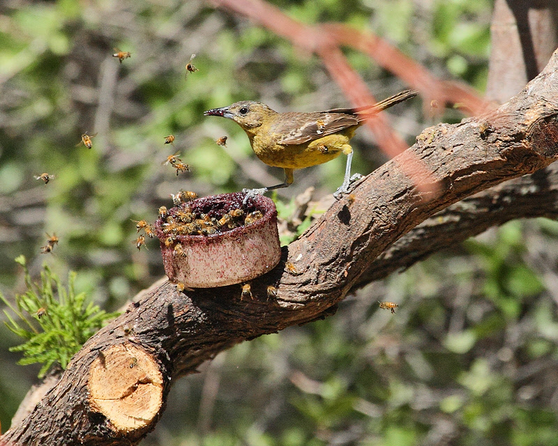 Scotts Oriole (Female) (9738)