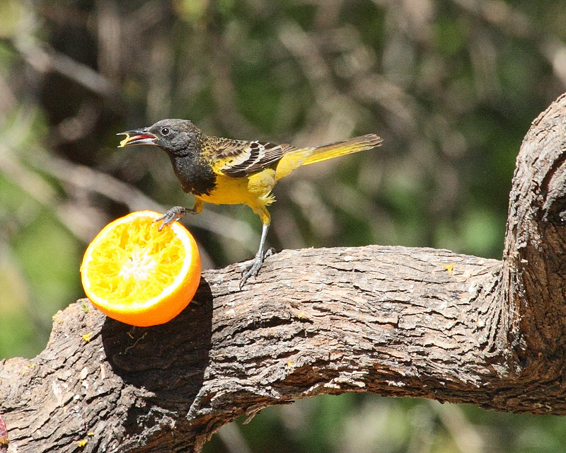 Scotts Oriole (first-year male) (9745)
