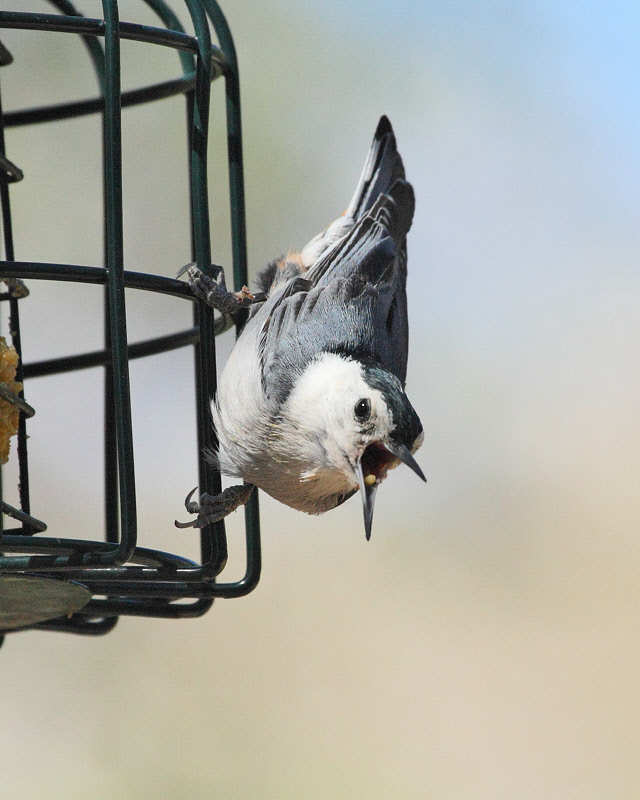 White-breasted Nuthatch (9727)