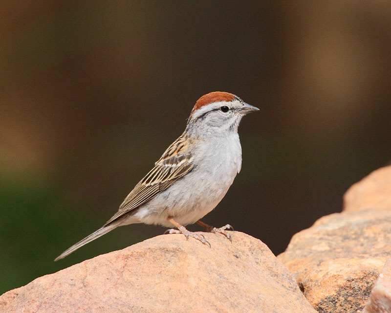 Chipping Sparrow (0343)