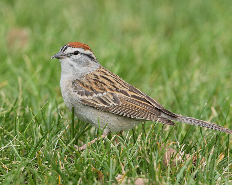 Chipping Sparrow with Insect (0351)