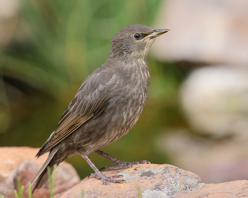 European Starling (Juvenile) (0359)