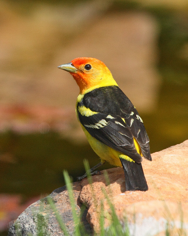 Western Tanager (0229)