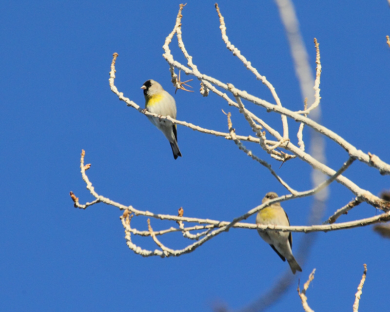 Lawrences Goldfinches (8057)