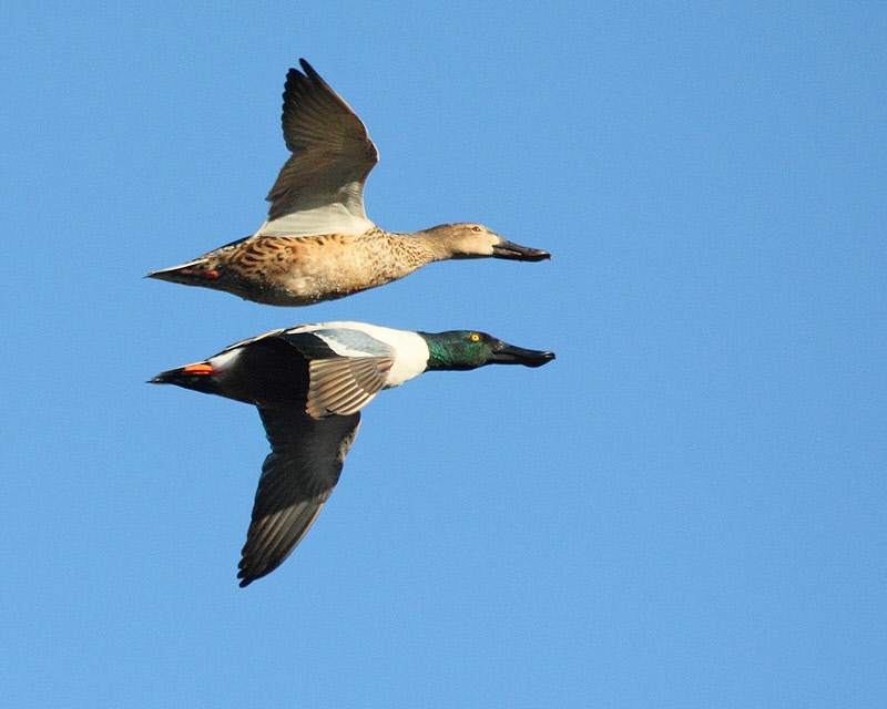 At the Sweetwater Wetlands