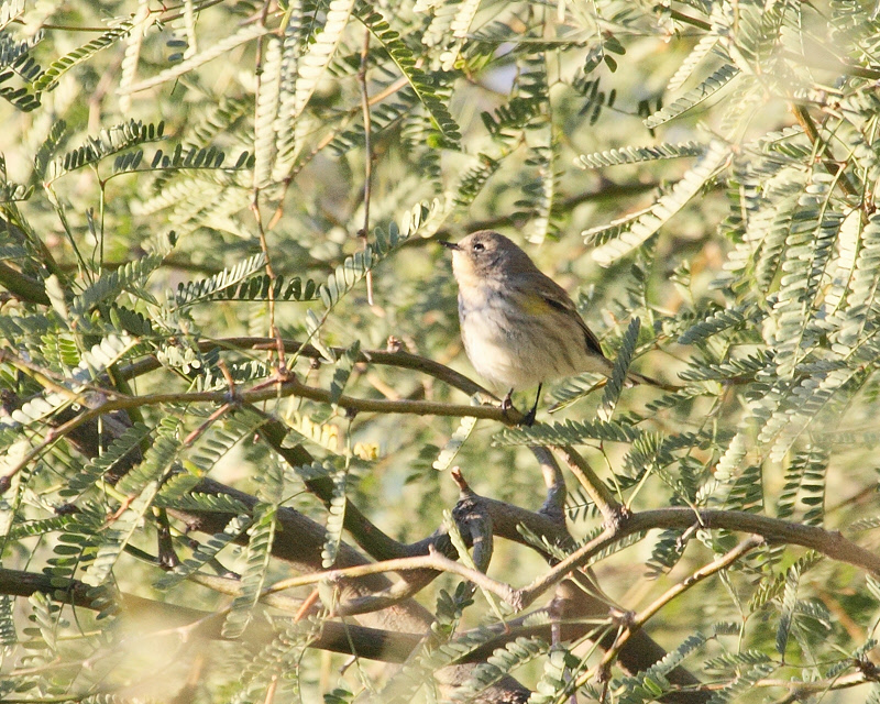 At the Sweetwater Wetlands