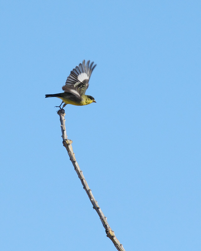 Lesser Goldfinch Leaving (8849)