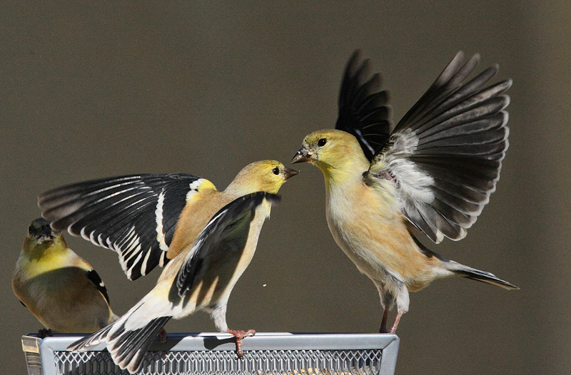 American Goldfinch Squabble (7869)