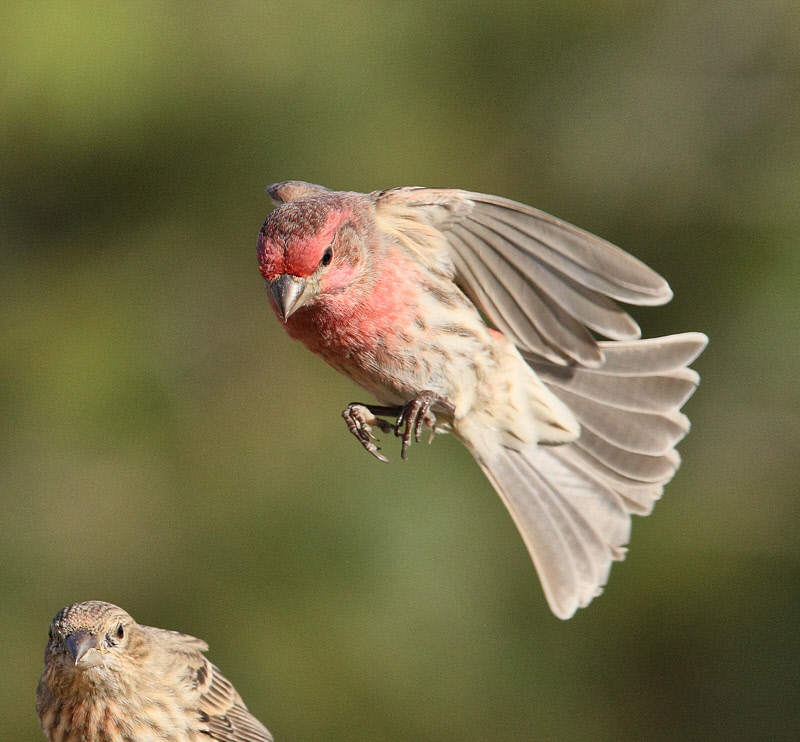 House Finch in for a Landing (6781)