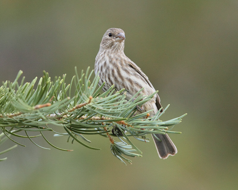 House Finch on Branch (7653)