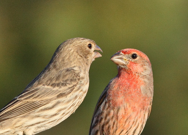 House Finches Staredown (6895)