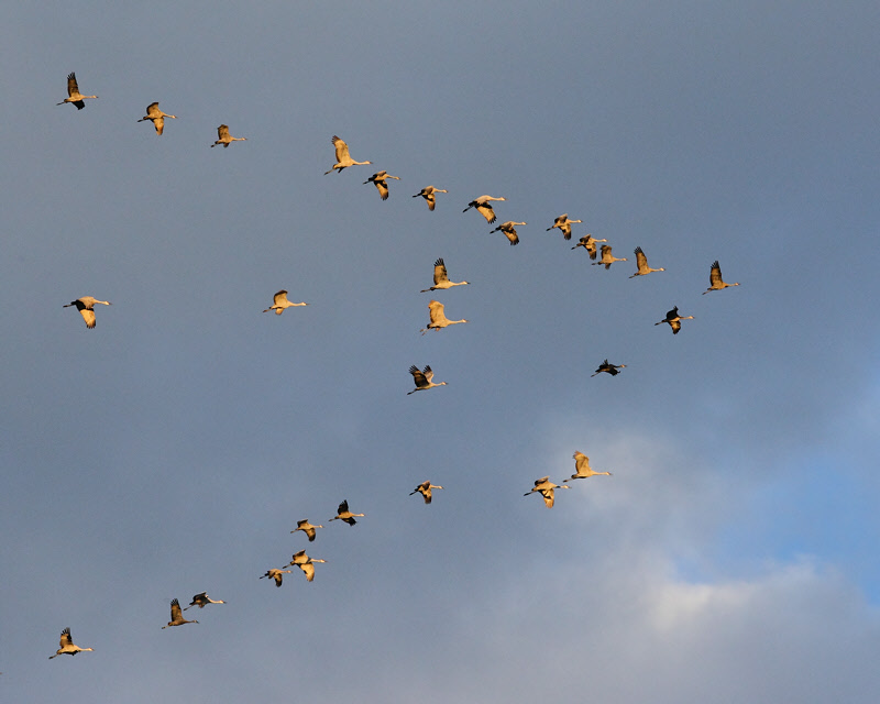 Sandhill Cranes (3315)