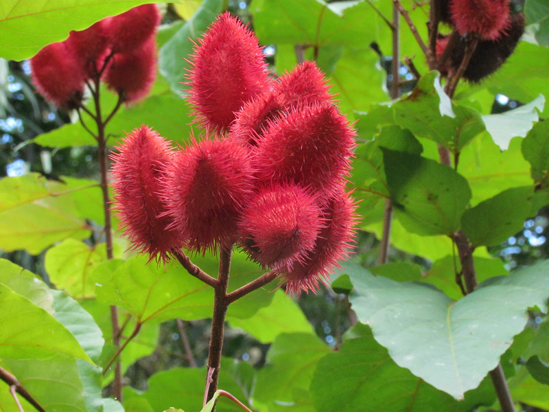 Achiote Fruits (1575X)