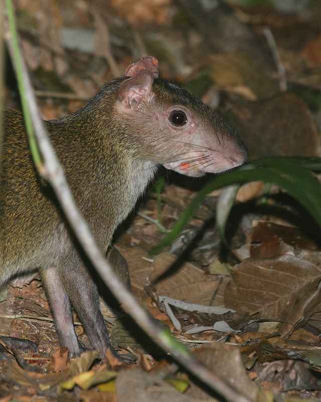 Agouti at Barro Colorado (1524)