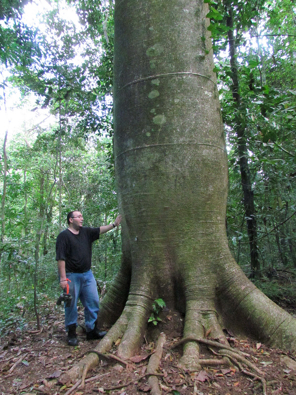 Barrigon Tree (Beer Belly) at Barro Colorado (1740X)