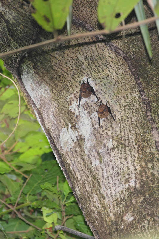 Bats (Saccopteryx Bilineata or Rhynconycteris naso) (9394)
