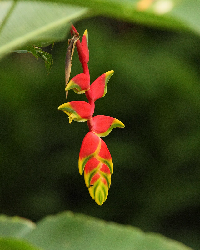 Bird of Paradise Flower (0724)