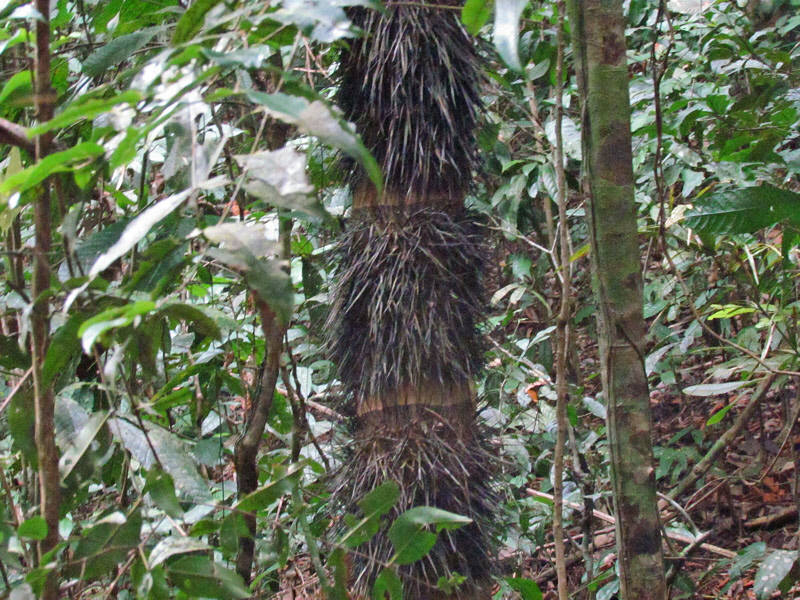 Black Palm Tree (1488X)