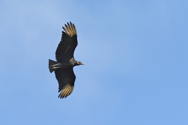 Black Vulture (0032)