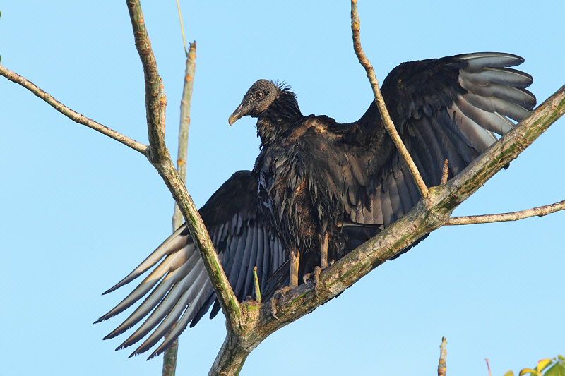 Black-headed Vulture Drying His Wings (9596)