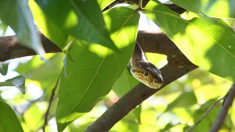 Boa in a Mangrove Tree (0419)