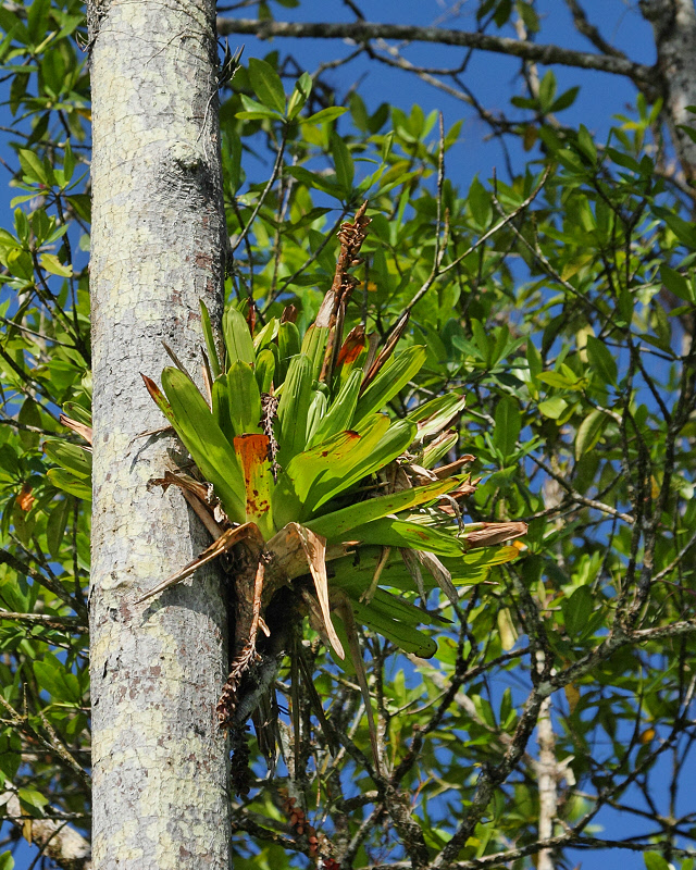 Bromeliad on Tree Trunk (0338)