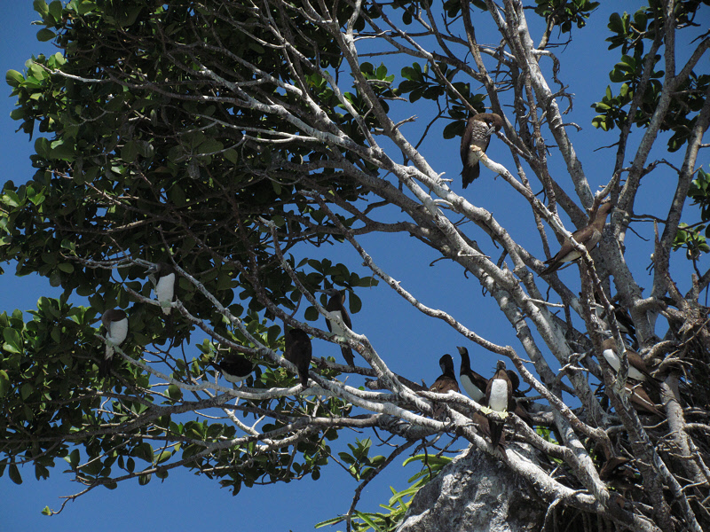 Brown Boobies in Mangrove Tree (1633X)