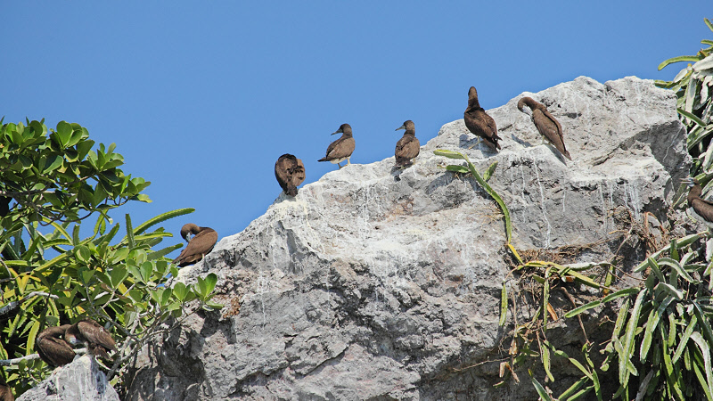 Brown Boobies on a Rock (1049)