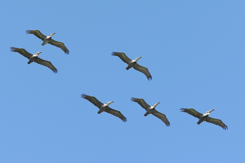 Brown Pelicans Gliding Over (9967)