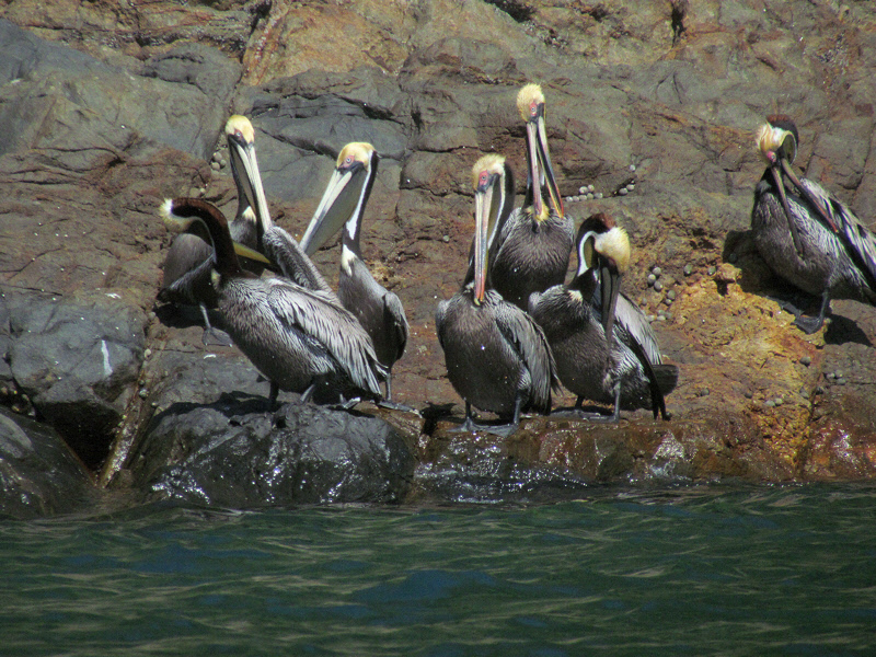 Brown Pelicans on a Rocky Shore (1611X)