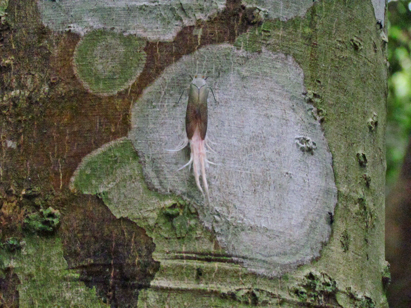 Cicada on a Tree (1486X)