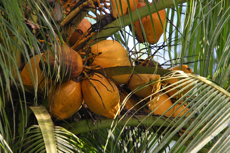 Coconuts in Tree (0730)