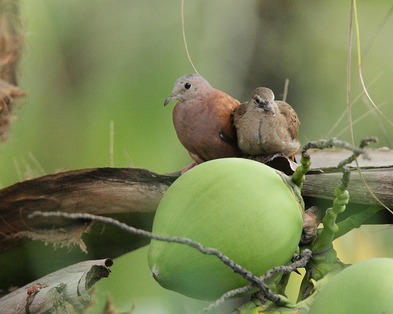 Common Ground Doves in Palm Tree (1822)