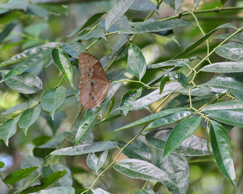 Common Morpho Butterfly (wings folded) (9892)