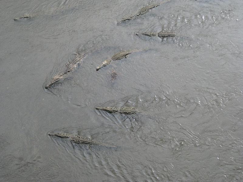 Crocodiles in the Rio Grande de Tarcoles (0107P)