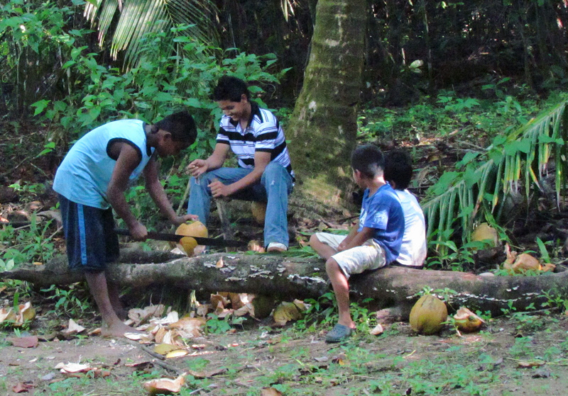 Cutting into Coconuts (1517X)