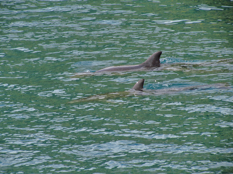 Dolphins at Play (1559X)