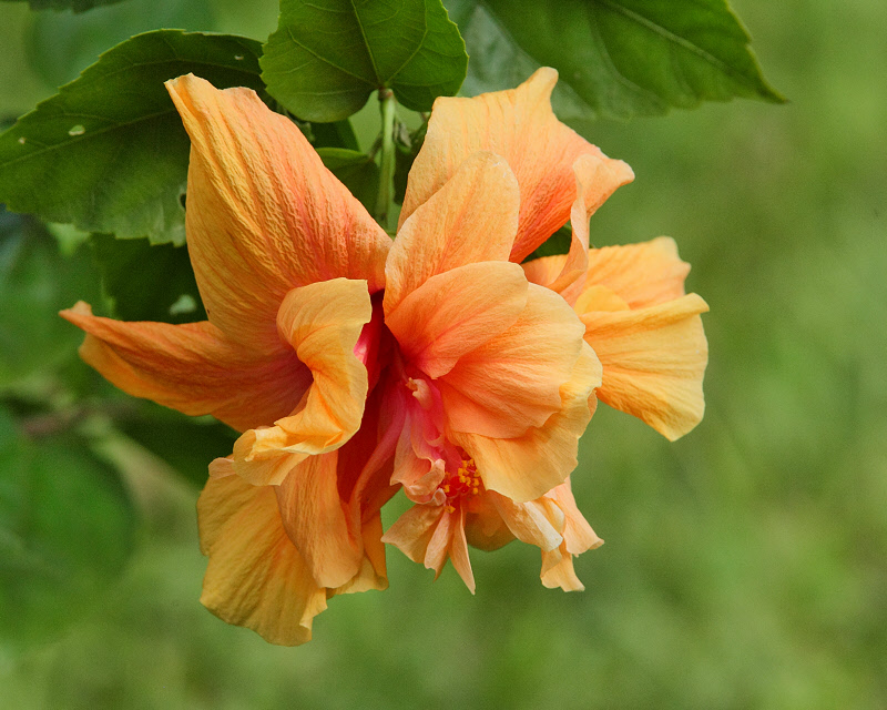 Double Hibiscus Flower (0615)