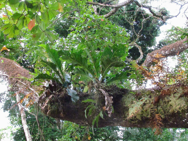 Ferns Growing from Tree Limb (1478X)