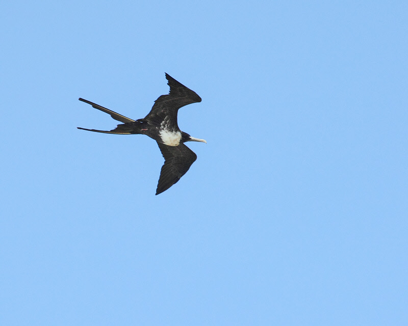 Frigatebird (0933)
