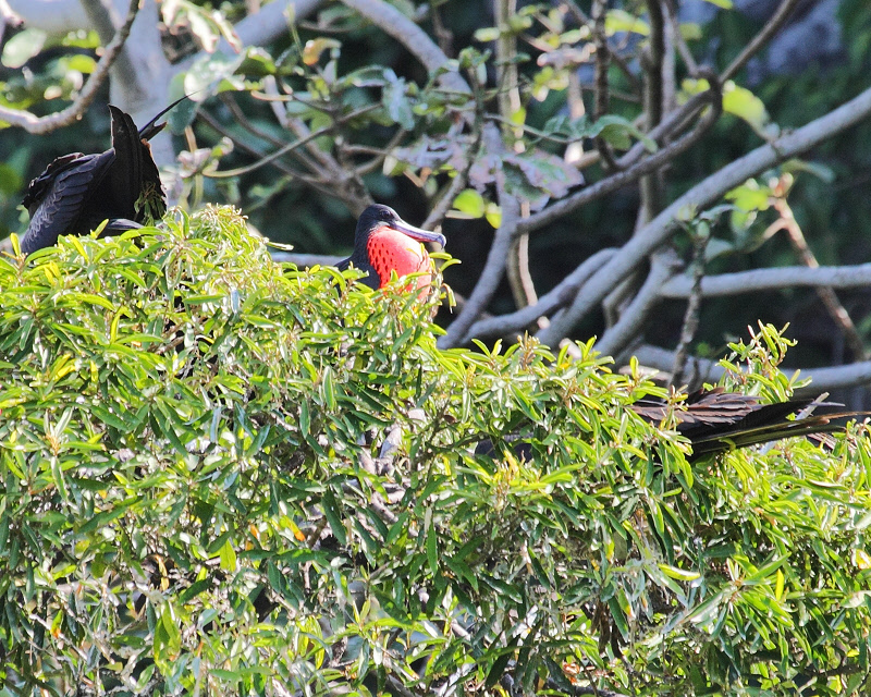 Frigatebird on his Nest (1013)