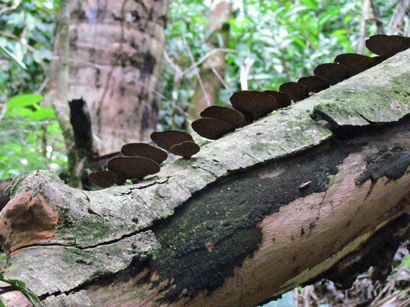 Fungus Growing From a Fallen Tree (1479X)