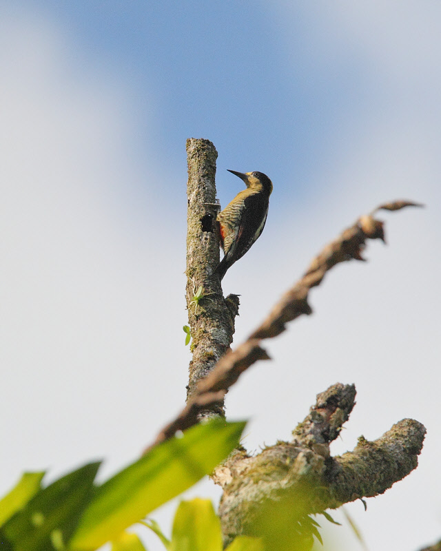 Golden-naped Woodpecker (0674)