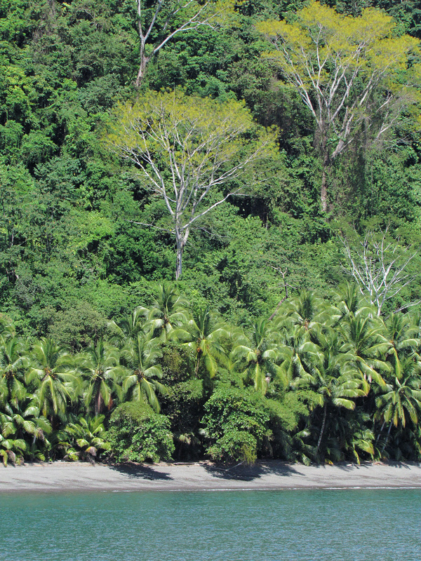 Golfo Dulce Shoreline (1557X)