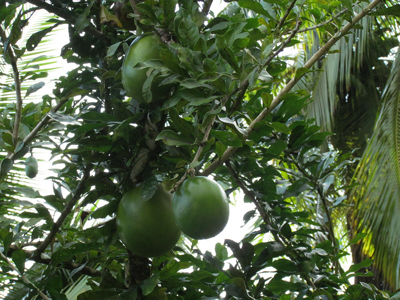 Gourd Tree at Casa Orquideas (1590X)