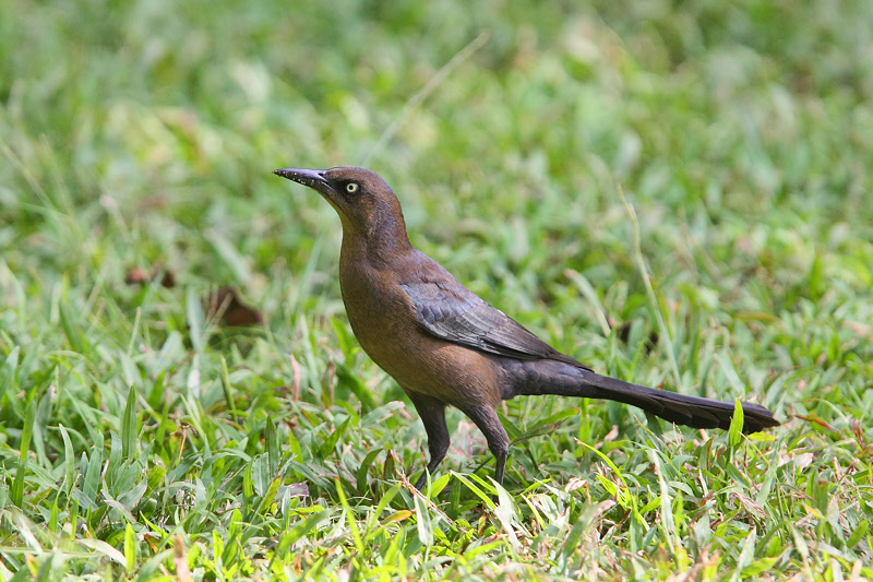 Great-tailed Grackle (Female) (0088)